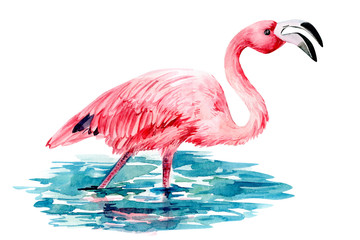 flamingo in water on an isolated white background, watercolor illustration