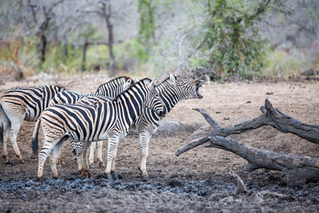 Fototapeta na wymiar A herd of zebras standing in the wilderness. The front one giving a big yawn with it's eyes closed.
