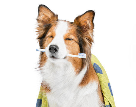 Dog and brushing teeth. The dog sits in a bath towel and holds a toothbrush. Grooming. Hygiene. Background is isolated.