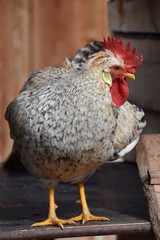 coq
