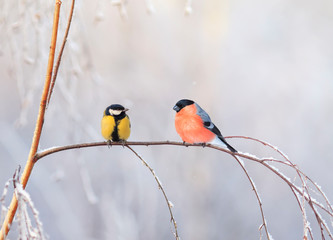 Fototapeta premium two birds titmouse and bullfinch are sitting on a branch nearby in the winter holiday park