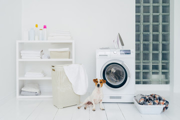 Pedigree dog poses in laundry room with washing machine and pile of dirty clothes in basket. Domestic room interior. White wall. Iron for ironing clean linen