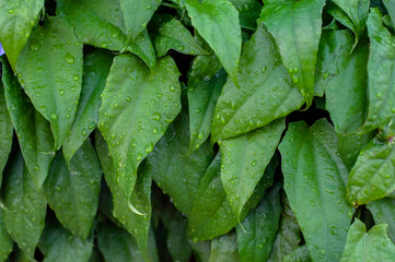tropical leaves after rain background