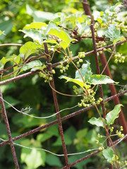フェンスに絡まる雑草のツタ