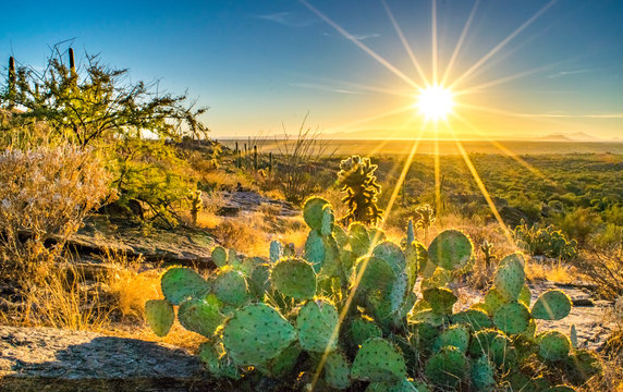 Sonoran Desert Cactus on Hill at Sunset - Saguaro National Park, Arizona, USA 