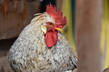 coq