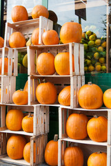 Creative showcase with different shapes of many pumpkins