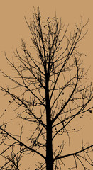 Silhouettes of Trees on subtle background. Tree Pattern