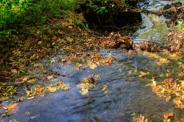 Un ruisseau et des feuilles