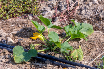 Growing vegetable marrow in garden beds