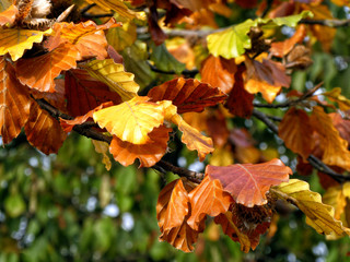 Fototapeta na wymiar Close up of Autumn leaves on the tree with green blurred background