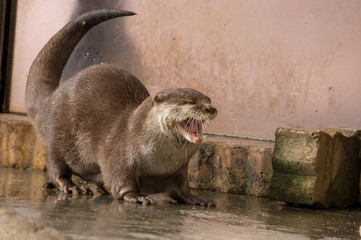 コツメカワウソのあくび