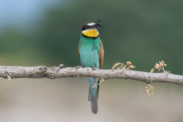 A wonderful tropical bird, the Bee eater (Merops apiaster)