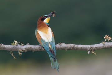 A wonderful tropical bird, the Bee eater (Merops apiaster)