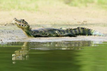 Yacare caiman (Caiman crocodylus yacare) lying down on riverbank, Pantanal, Mato Grosso, Brazil
