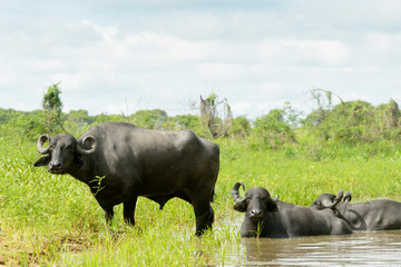 Water buffalo or Domestic Asian water buffalo (Bubalus bubalis) lying down and standing in wetland, Pantanal, Mato Grosso, Brazil