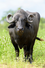 Water buffalo or Domestic Asian water buffalo (Bubalus bubalis) standing, looking at camera,...