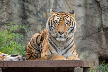 目を閉じるトラ