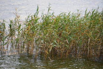  letztes grünes Schilf am Saaler Bodden im Herbst