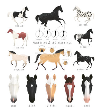 Clip art illustration of horse facial and leg markings, primitive markings of dun coat colouring. Also variations of some rare coat colours