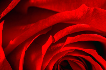 close up of red rose flower, red abstract background, soft red rose petals