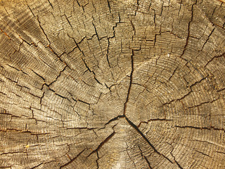 Brown background large circular piece of wood cross section with tree ring texture pattern and cracks. Backdrop detailed organic nature surface