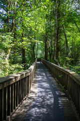 Fototapeta na wymiar A bridge in the middle of the pluvial rainforest; Oregon State, USA.