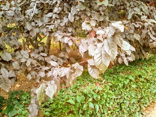 autumn leaves on wooden background
