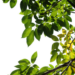 green tree branch isolated on white background