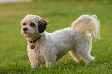 cavachon puppy