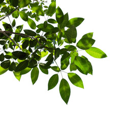 green tree branch isolated on white background