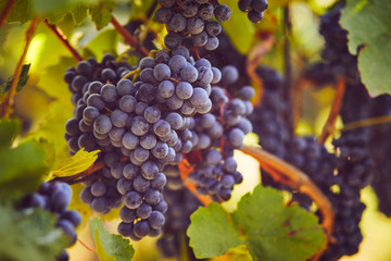 Blue grapes hanging on the vine, toned image