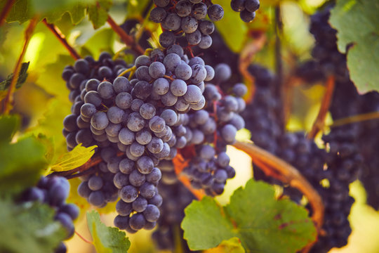 Blue grapes hanging on the vine, toned image © Rostislav Sedlacek