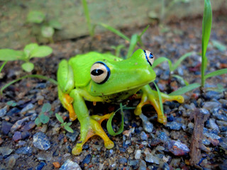 green frog