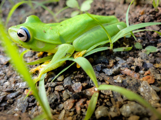 green frog side
