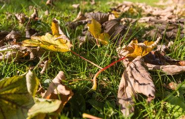 autumn leaves on green grass