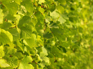 Green grapes on a vineseasonal food concept. Vineyards at sunset in autumn harvest. Ripe grapes in fall. Grape harvest. Blue grapes in a vineyard at sunrise with leaf .