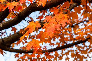 Colorful fall leaves in sun light in autumn