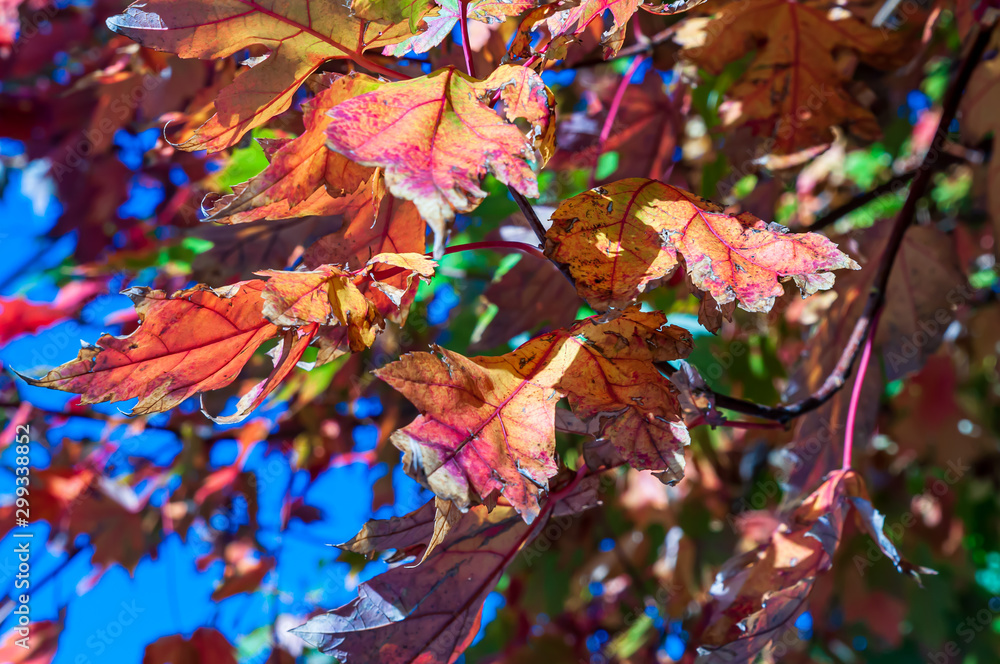 Wall mural colorful fall leaves in sun light in autumn with blue skies behind them