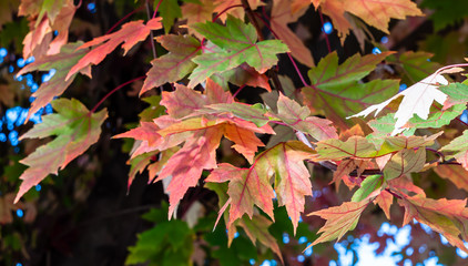 Colorful fall leaves in sun light in autumn