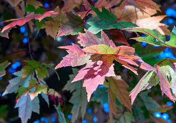 Colorful fall leaves in sun light in autumn