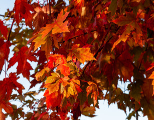 Colorful fall leaves in sun light in autumn