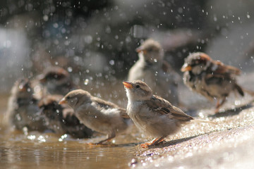 sparrow bathes in a puddle
