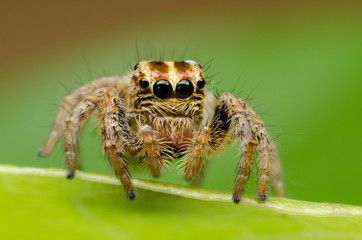 closeup of ่jumping spider on leaf