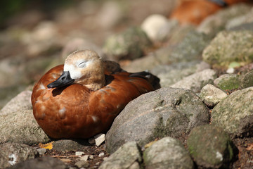 summer portrait of a goose on rocky soil