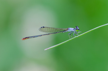 dragonfly on a leaf