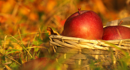 Harvest of red apples in a wicker basket and in autumn leaves. Ripe organic apple with stem in...