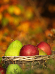 Harvest of red apples and green pear in a wicker basket and in autumn leaves. Ripe organic apple with stem in autumn garden grass. Fresh home made bio season fruit in nature on a sunny background