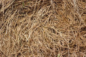 The texture of dry straw. A close-up shot of a twisted haystack.
