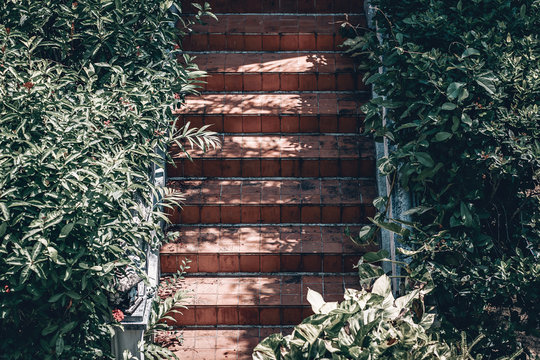 Shadowy terracotta tiled srairway leads upwards, surrounded by the green plants in a sunny day; background
